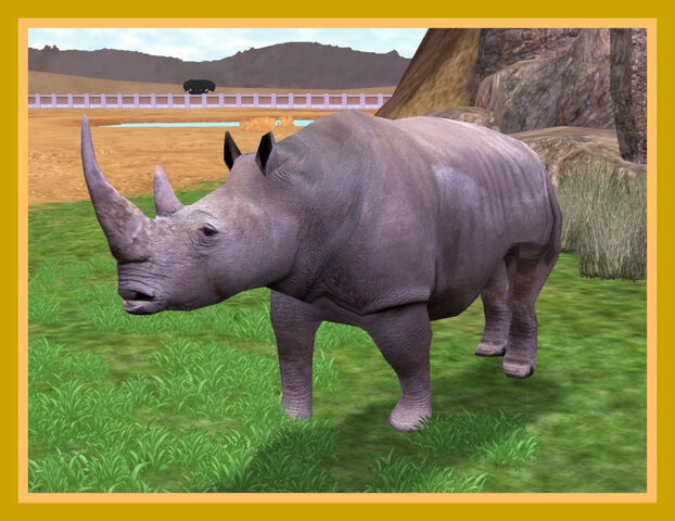 File:Northern White Rhinoceros.jpg