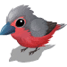 75 blueBilledFinch