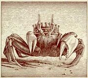 Disciplinecrab