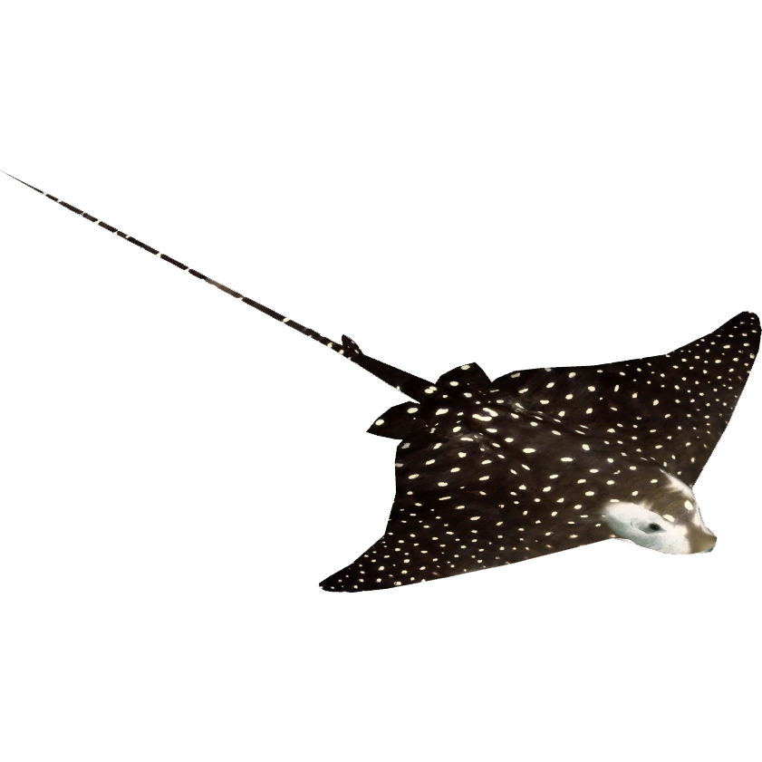 Spotted Eagle Ray (MasterChief123) | ZT2 Download Library Wiki | FANDOM