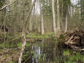 Mokradła