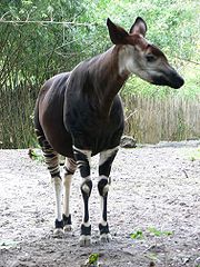 180px-Okapia johnstoni4.jpg