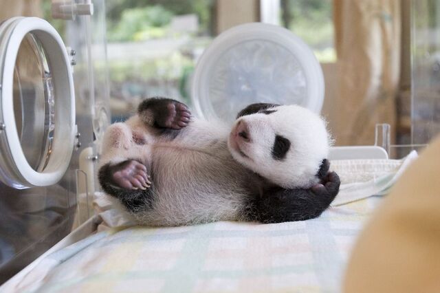Plik:Panda wielka 6.jpg