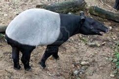 Tapir malajski3.jpeg