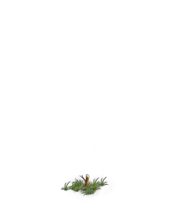 File:Tree 5 (Stump).png